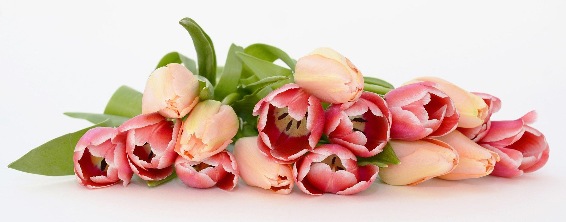 Tulips lay on flat surface