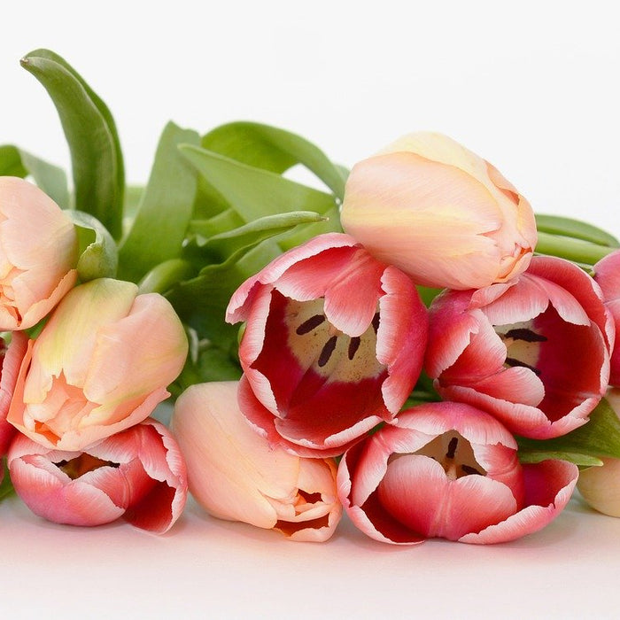 Tulips lay on flat surface